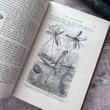 Load image into Gallery viewer, 1912 The Outdoor World or The Young Collector's Handbook by W Furneaux; Illustrated
