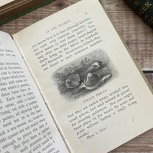 Load image into Gallery viewer, The Little Naturalist Series; In the Garden and At the Seaside Illustrated Books
