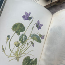 Load image into Gallery viewer, Familiar Wild Flowers Five Volumes; Half Leather Illustrated Set
