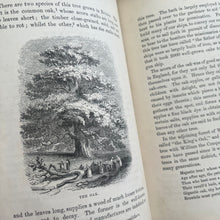 Load image into Gallery viewer, Beauties and Wonders of Vegetable Life; 19th Century Illustrated Book
