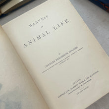 Load image into Gallery viewer, Marvels of Animal Life by Charles Frederick Holder; Stunning Victorian Illustrated Book
