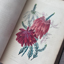Load image into Gallery viewer, 1838 The Greenhouse, Hot House and Stove by Charles McIntosh; Hand Coloured Plates
