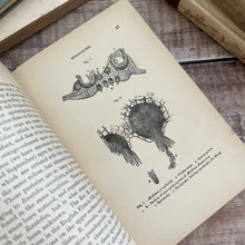 Load image into Gallery viewer, 1898 An Introduction to the Study of Microscopic Fungi; Illustrated Victorian Book
