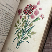 Load image into Gallery viewer, Early Victorian Language of Flowers; With Hand Coloured Plates
