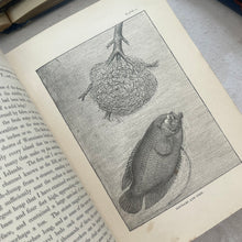 Load image into Gallery viewer, Marvels of Animal Life by Charles Frederick Holder; Stunning Victorian Illustrated Book

