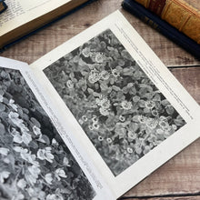 Load image into Gallery viewer, Wild Flowers of Britain with Dust Jacket and One Hundred Photographs Antique Book
