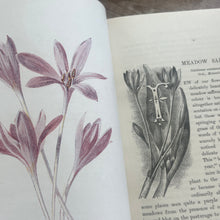 Load image into Gallery viewer, Familiar Wild Flowers Seven Volumes Bound as Four; Quarter Leather Illustrated Set
