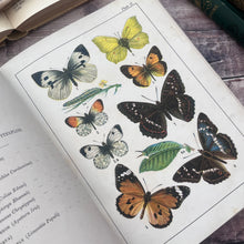 Load image into Gallery viewer, 1901 Familiar Butterflies and Moths by W F Kirby; Beautiful Pictorial Binding with Colour Plates
