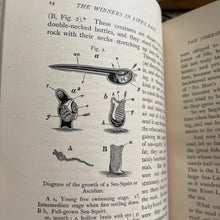 Load image into Gallery viewer, 1909 Winners in Life's Race by Arabella Buckley Illustrated Antique Book
