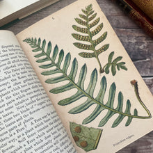 Load image into Gallery viewer, British Ferns and their Allies by Thomas Moore Mid Victorian Book with Colour Plates
