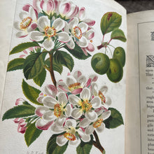 Load image into Gallery viewer, The Little Flower Seekers by Rosa Mulholland Beautiful Victorian Children's Book
