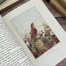 Load image into Gallery viewer, 1919 Birds in Town and Village; Illustrated by Edmund Detmold Colour Plates
