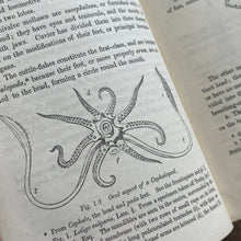 Load image into Gallery viewer, 1851 A Manual of the Mollusca or A Rudimentary Treatise of Recent and Fossil Shells
