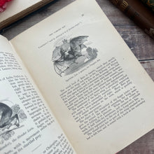 Load image into Gallery viewer, The Boy's Own Book of Natural History by Rev JG Wood; Jessie King Design Cover
