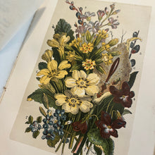 Load image into Gallery viewer, Wild Flowers and Where to Find And How to Know Them by Spencer Thomson
