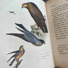 Load image into Gallery viewer, 1853 Popular British Ornithology by P.H.Gosse; Second Edition with Hand Coloured Plates
