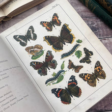 Load image into Gallery viewer, 1901 Familiar Butterflies and Moths by W F Kirby; Beautiful Pictorial Binding with Colour Plates
