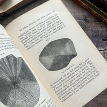 Load image into Gallery viewer, 1879 Half Hours in the Green Lanes by J.E.Taylor; Victorian Nature Book
