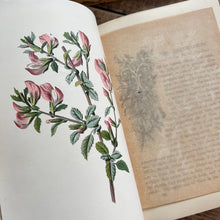 Load image into Gallery viewer, Familiar Wild Flowers Volume 2 by Edward Hulme Beautiful Antique Book
