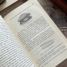 Load image into Gallery viewer, 1851 A Manual of the Mollusca or A Rudimentary Treatise of Recent and Fossil Shells
