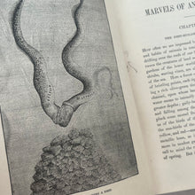 Load image into Gallery viewer, Marvels of Animal Life by Charles Frederick Holder; Stunning Victorian Illustrated Book

