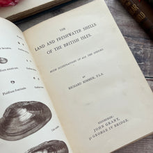 Load image into Gallery viewer, 1880 The Land and Freshwater Shells of the British Isles; Illustrated Victorian Book
