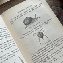 Load image into Gallery viewer, 1851 A Manual of the Mollusca or A Rudimentary Treatise of Recent and Fossil Shells
