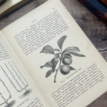 Load image into Gallery viewer, 1898 Fruit Culture for Amateurs; Second Edition Illustrated Gardening Book
