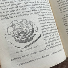 Load image into Gallery viewer, 1851 A Manual of the Mollusca or A Rudimentary Treatise of Recent and Fossil Shells
