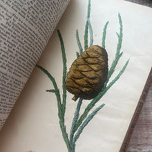 Load image into Gallery viewer, 1854 Floricultural Cabinet; Early Victorian with Hand Coloured Plates
