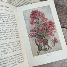 Load image into Gallery viewer, Flowers of the Farm by Arthur O Cooke; The Countryside Series Illustrated
