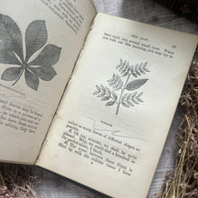 Load image into Gallery viewer, The Young Botanists; 19th Century Illustrated Book
