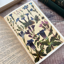 Load image into Gallery viewer, Alpine flowers by L &amp; Prof Dr. C Schroter Antique Illustrated Book Beautiful Binding
