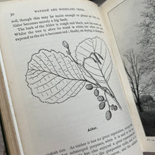 Load image into Gallery viewer, 1904 Wayside and Woodland Trees; A Pocket Guide to the British Sylva
