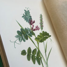 Load image into Gallery viewer, Familiar Wild Flowers First Series by Edward Hulme Beautiful Antique Book
