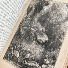 Load image into Gallery viewer, The Romance of Natural History by Philip Henry Gosse; Lovely Antique Book
