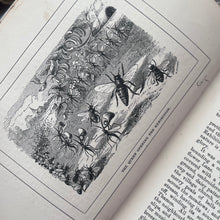 Load image into Gallery viewer, Lady-Bird's Tea-Party and Other Stories by James Crowther; Stunning Pictorial Cloth SCARCE Book

