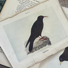 Load image into Gallery viewer, British Birds and Their Eggs by J Maclair Boraston; Early 20th Century Illustrated Book
