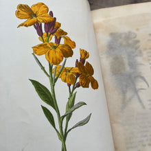 Load image into Gallery viewer, Familiar Wild Flowers Third Series by Edward Hulme; Half Leather Illustrated Book

