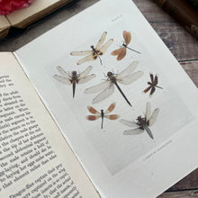 Load image into Gallery viewer, Rare 1921 Insect Life by C.A.Ealand First Edition Antique Illustrated Book
