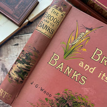 Load image into Gallery viewer, The Brook and Its Banks by J G Wood Natural History Illustrated Book (E)
