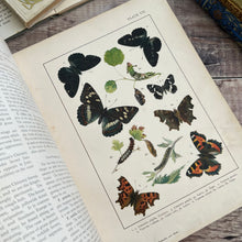 Load image into Gallery viewer, British and European Butterflies and Moths ... Colour Illustrations

