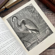 Load image into Gallery viewer, The Brook and Its Banks by J G Wood Natural History Illustrated Book (E)
