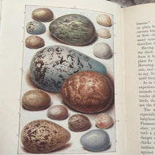 Load image into Gallery viewer, Birds and Their Ways The Rambler Nature Books Beautiful Floral Binding
