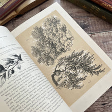 Load image into Gallery viewer, 1877 Drawings from Nature by Barnard Progressive Instructions in Sketching Victorian Book
