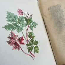 Load image into Gallery viewer, Familiar Wild Flowers First Series by Edward Hulme Beautiful Antique Book
