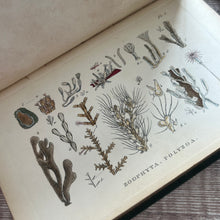 Load image into Gallery viewer, 1858 Glaucus or Wonders of the Shore By Charles Kingsley; Victorian Illustrated Book
