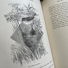 Load image into Gallery viewer, The Brook and Its Banks by J G Wood Natural History Illustrated Book (E)
