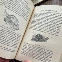 Load image into Gallery viewer, Sketches of Animal Life and Habits by Andrew Wilson; Victorian Illustrated Nature Book
