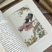 Load image into Gallery viewer, 1919 Birds in Town and Village; Illustrated by Edmund Detmold Colour Plates
